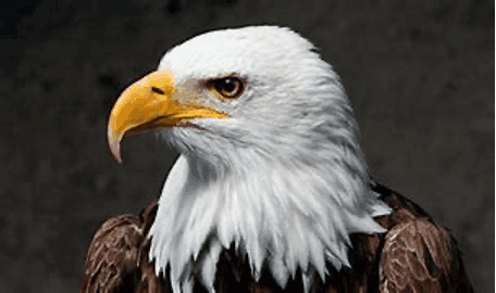 The eagle