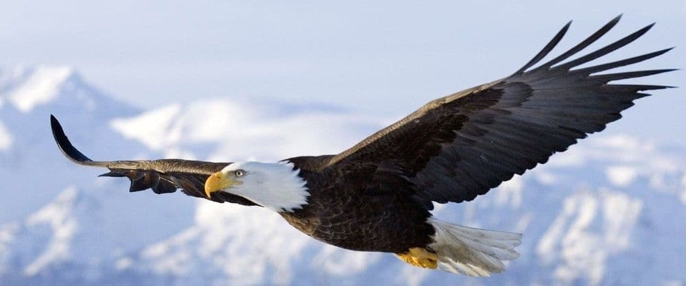 Image for the "Eagle and chicken" post