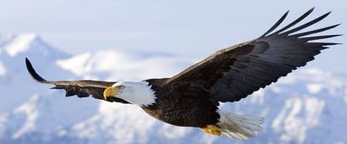 Eagle and chicken image