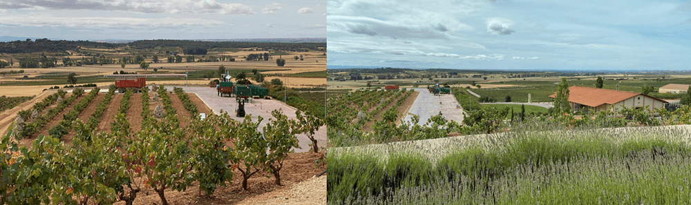 Imagen de la entrada "Visita bodegas Valduero en Gumiel de Mercado, Burgos"