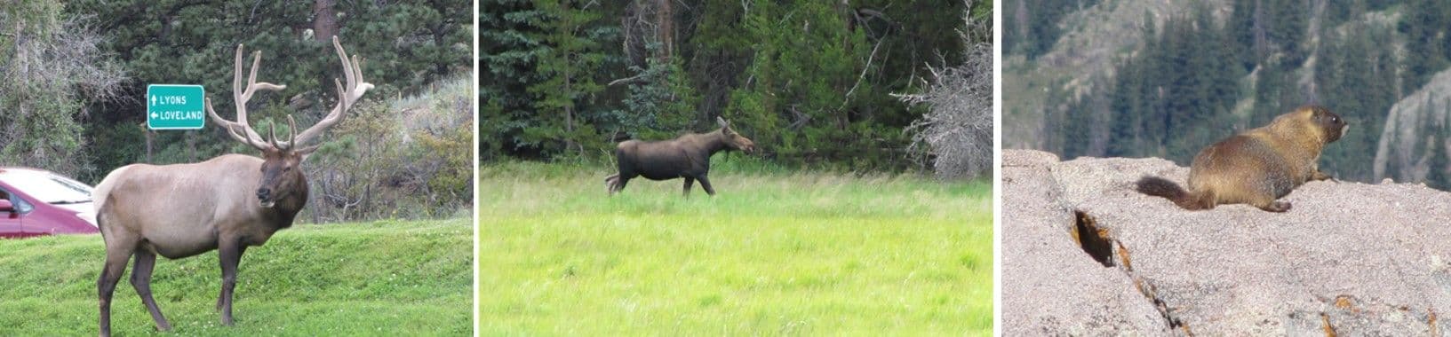 Fauna a lo largo de Bridge Trail Road - imágenes JM
