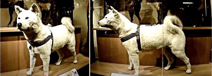 Hachiko disecado en el museo nacional de ciencia de Japón.