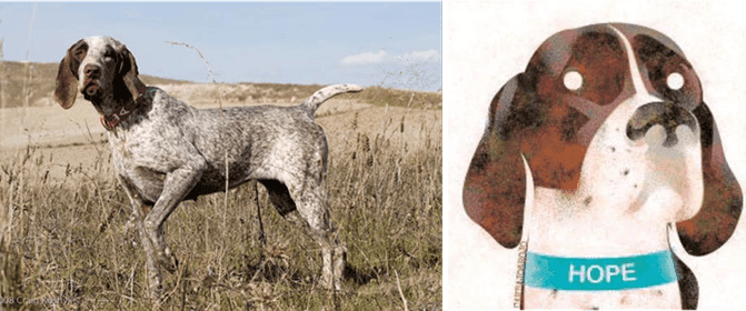 Ilustración de Hope (Javier Santamarta) y foto de un pointer-perdiguero.