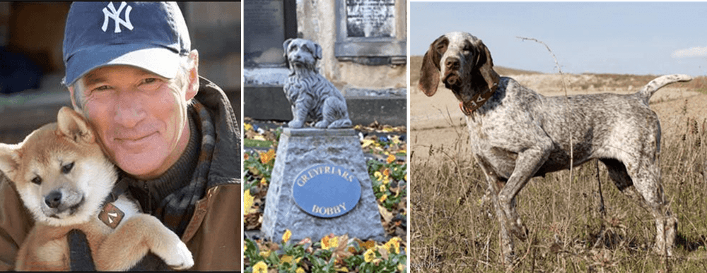 Imagen de la entrada "Bobby, Hachiko y Hope"
