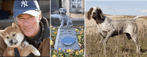 Bobby, Hachiko y Hope image